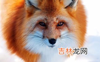 狐狸都怕什么动物,狐狸的天敌是谁呢?
