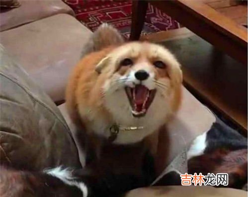 狐狸都怕什么动物,狐狸的天敌是谁呢?