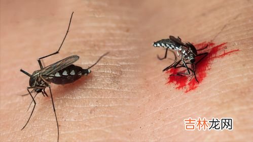 哪种蚊子不吸血,雄性蚊子不吸血，它们靠什么维持生命？