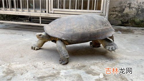 乌龟饿了有什么表现,乌龟饿了的表现?