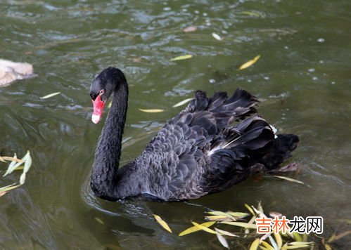 大雁是不是天鹅,大雁和天鹅有什么区别?