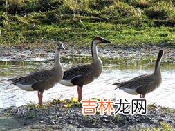 大雁是不是天鹅,大雁和天鹅有什么区别?