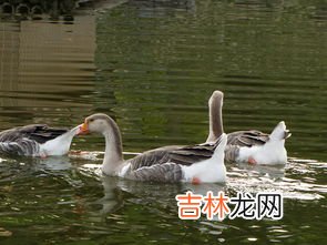 大雁是不是天鹅,大雁和天鹅有什么区别?