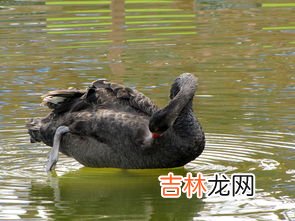 大雁是不是天鹅,大雁和天鹅有什么区别?