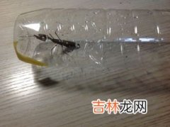 面包虫能吃吗,初中实验面包虫可以吃吗?