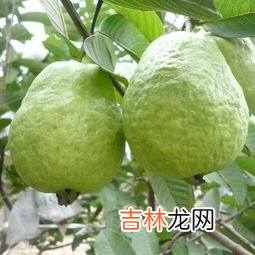 芭乐的成熟期,芭乐是什么季节的水果