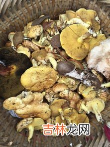 蘑菇是发物吗,感冒了能吃蘑菇吗