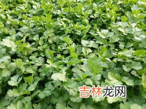 香菜种植技术及管理,香菜的种植方法和注意事项？