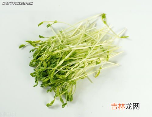 香菜种植技术及管理,香菜的种植方法和注意事项？