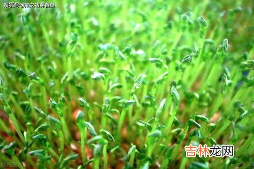 香菜种植技术及管理,香菜的种植方法和注意事项？