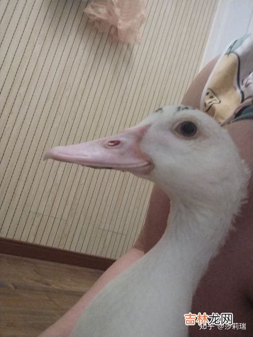 鸭子都吃什么东西,鸭子吃什么?