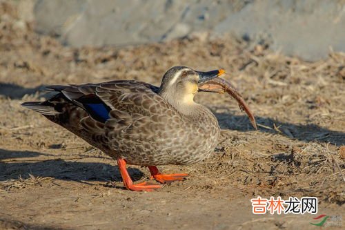 鸭子都吃什么东西,鸭子吃什么?