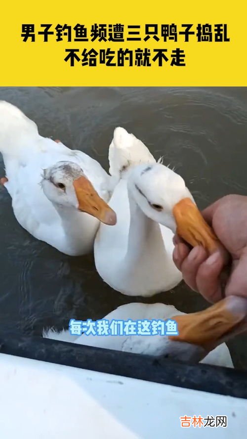 鸭子都吃什么东西,鸭子吃什么?
