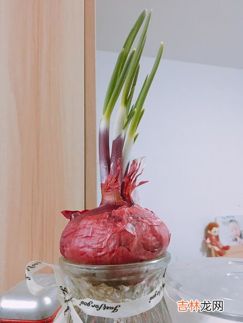洋葱发芽了可以吃吗,洋葱发芽了还能吃吗?终于有答案了