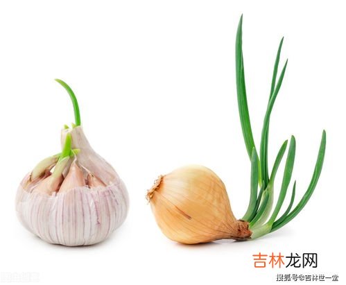 洋葱发芽了可以吃吗,洋葱发芽了还能吃吗?终于有答案了