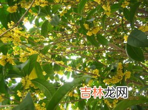 桂花的花语和象征是什么,桂花的象征是什么花语是什么
