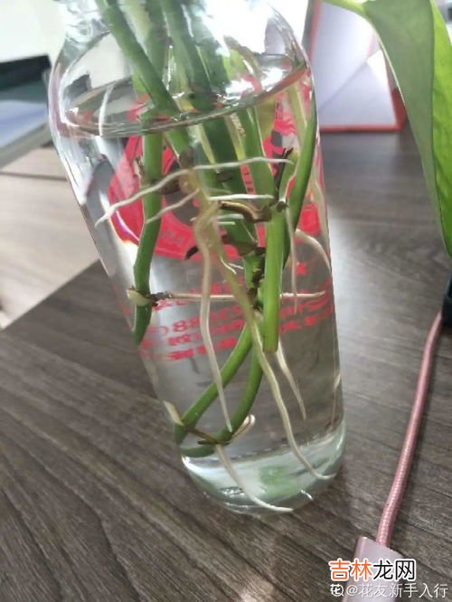 蚊香发霉了还能用吗,发霉的蚊香还能用吗？没用完的蚊香怎么保存？使用蚊香的注意事项是啥？