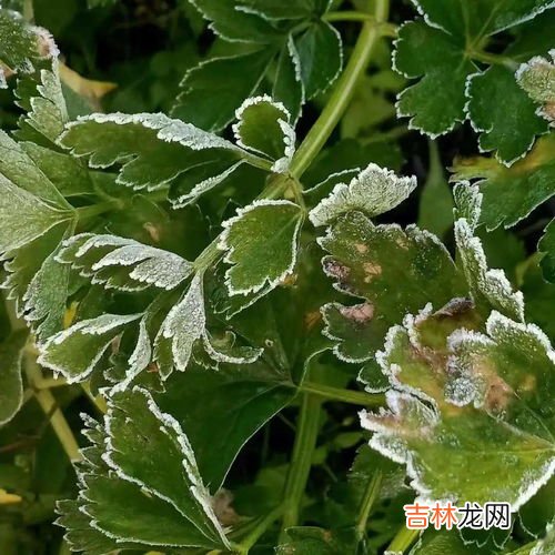 小寒吃什么蔬菜,小寒节气吃什么食物？