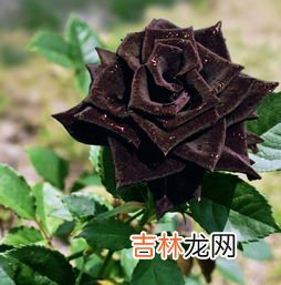 黑玫瑰花语,黑玫瑰花语是什么意思