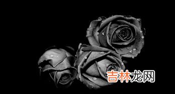 黑玫瑰花语,黑玫瑰花语是什么意思