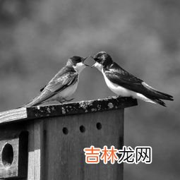 我心匪石,我心匪石 不可转也出自哪?具体内容是什么?