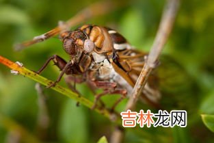 蝉虫指的是什么虫子,知了是什么虫子？