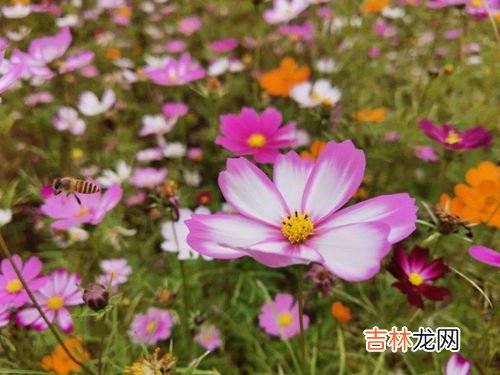 格桑花花语是什么,格桑花的寓意和花语