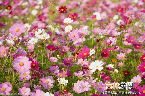 格桑花花语是什么,格桑花的寓意和花语