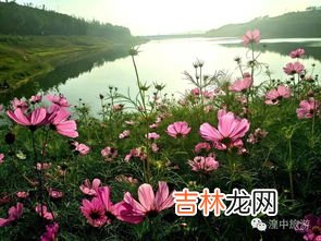 格桑花花语是什么,格桑花的寓意和花语