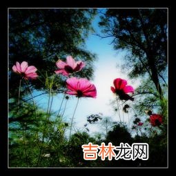 格桑花花语是什么,格桑花的寓意和花语