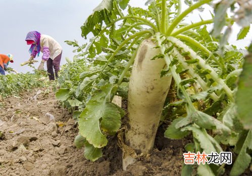 白萝卜什么时候收获,白萝卜什么时候收获 白萝卜什么季节成熟