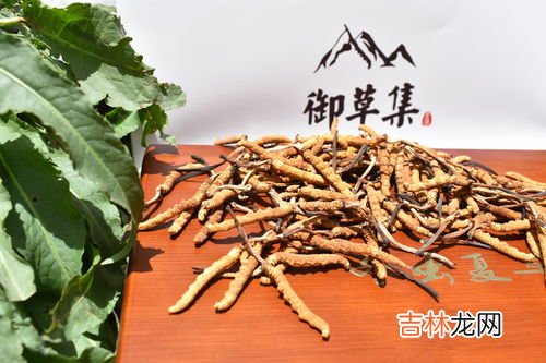 冬虫夏草功效与禁忌,吃冬虫夏草的禁忌是什么 盘点吃冬虫夏草的禁忌