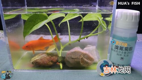 辛硫磷的作用和用途,辛硫磷主要杀什么虫