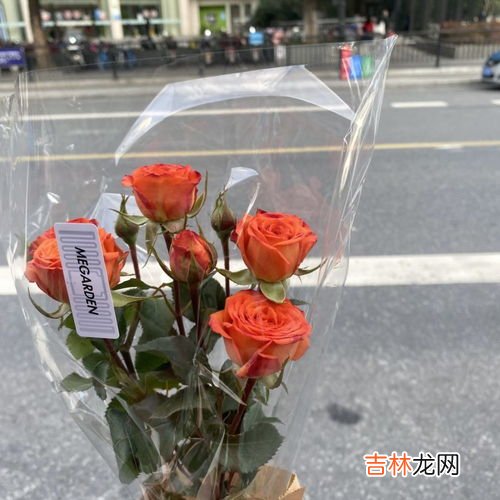 玫瑰到了花期什么意思,女生说玫瑰到了花期是什么意思？