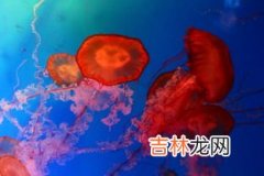 海洋馆买的水母能活多久,水母的生命期有多久