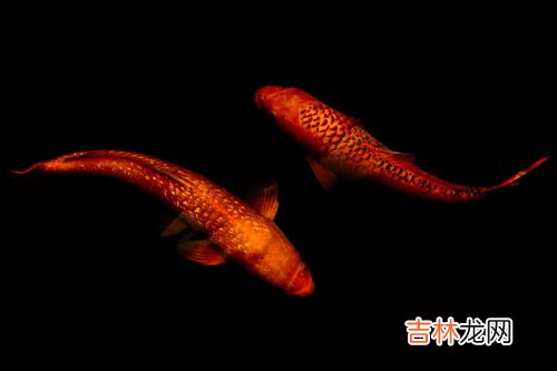 锦鲤是什么意思,锦鲤啥意思