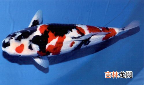 锦鲤是什么意思,锦鲤啥意思