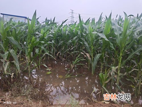 城市涝灾是指什么,城市内涝是什么意思