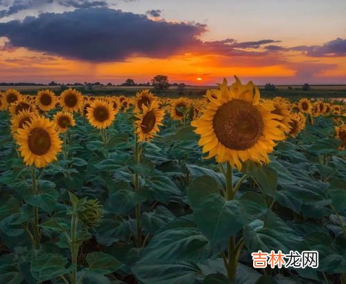 向日葵什么时候开花几点钟,向日葵几点钟开