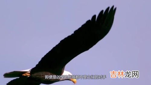 鹰的天敌是什么,老鹰的天敌是什么??