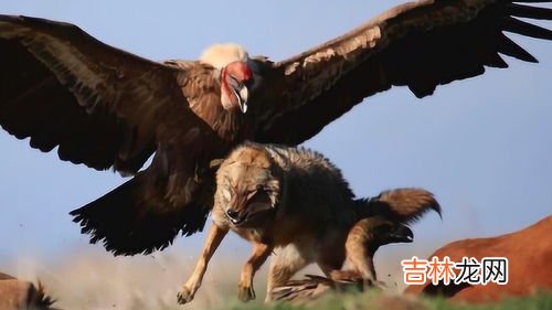 鹰的天敌是什么,老鹰的天敌是什么??