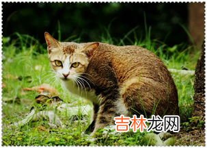 赶走野猫的绝招,家里总进野猫怎么办?