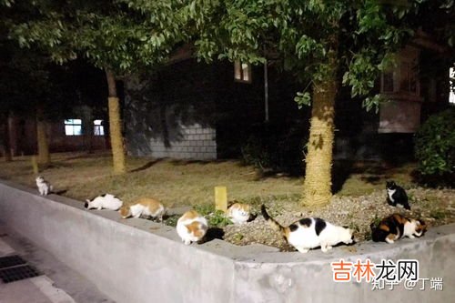 赶走野猫的绝招,家里总进野猫怎么办？
