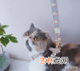 赶走野猫的绝招,家里总进野猫怎么办？