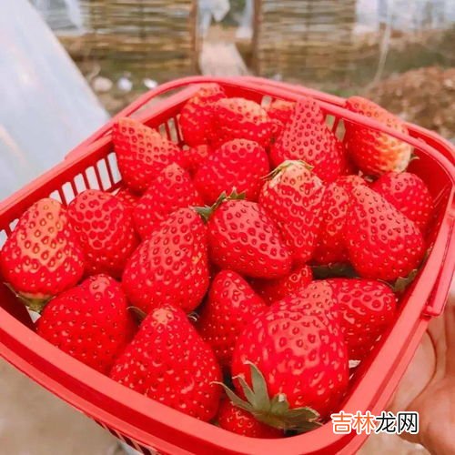 种草莓要避开哪些位置,种草莓要避开哪些位置