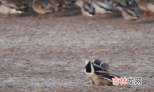 抓鸭子抓几只,抓鸭子游戏怎么玩