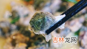 藤壶是动物还是植物,藤壶与鹅颈藤壶有什么区别?
