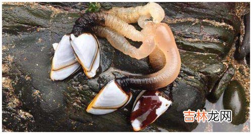 藤壶是动物还是植物,藤壶与鹅颈藤壶有什么区别?