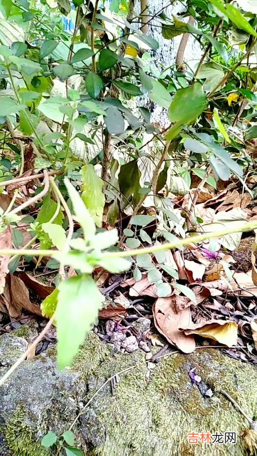 枸骨的药用价值,枸骨树叶有十大功劳的作用，它红红的果实有什么功效?