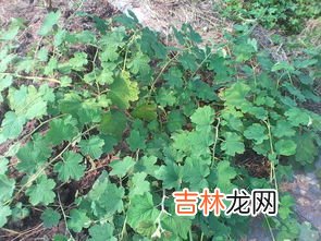 枸骨的药用价值,枸骨树叶有十大功劳的作用，它红红的果实有什么功效?